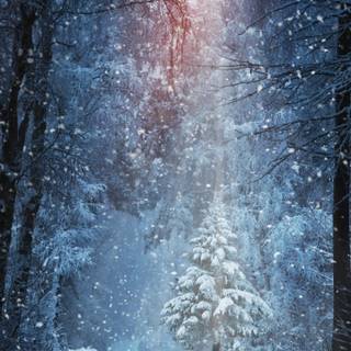 Winter 1440x2560 wallpaper