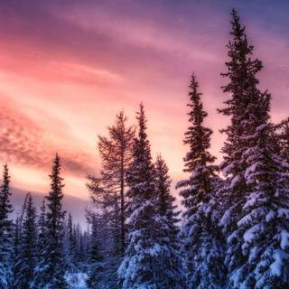 Winter 1440x2560 wallpaper