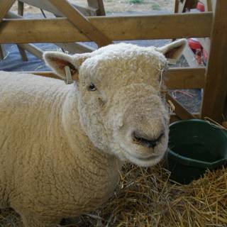 Southdown sheep wallpaper