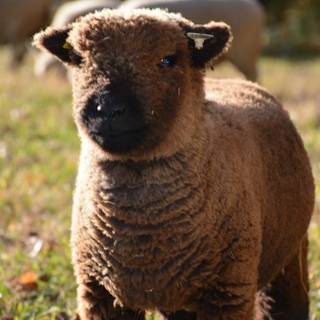 Southdown sheep wallpaper