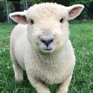 Southdown sheep wallpaper