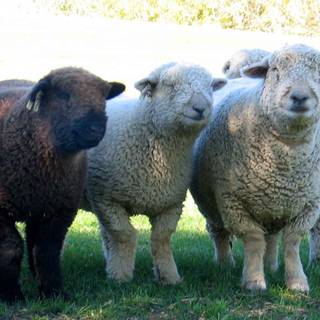 Southdown sheep wallpaper