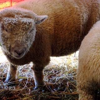 Southdown sheep wallpaper