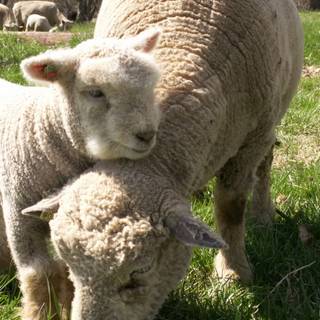 Southdown sheep wallpaper