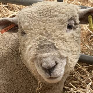 Southdown sheep wallpaper