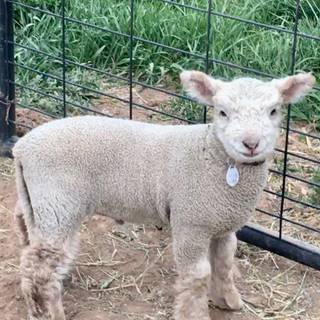 Southdown sheep wallpaper