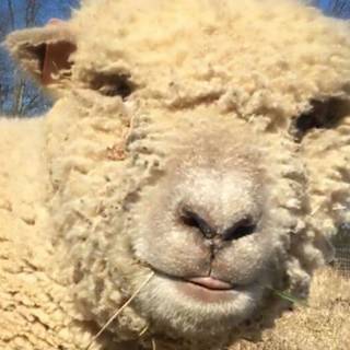 Southdown sheep wallpaper