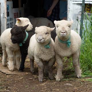 Southdown sheep wallpaper
