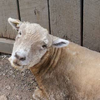 Southdown sheep wallpaper