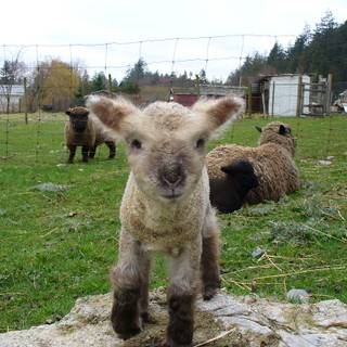 Southdown sheep wallpaper