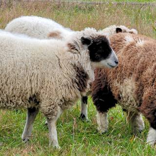 Southdown sheep wallpaper