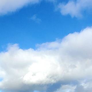 Southdown sheep wallpaper