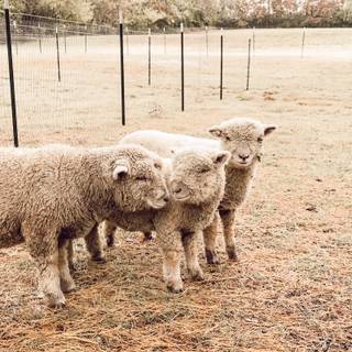 Southdown sheep wallpaper
