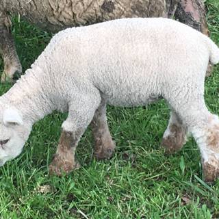 Southdown sheep wallpaper
