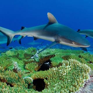 Reef shark wallpaper