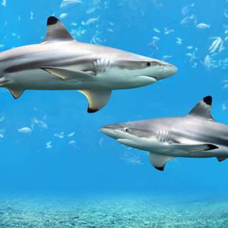 Reef shark wallpaper