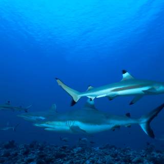 Reef shark wallpaper