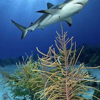 Reef shark wallpaper