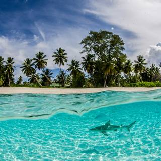 Reef shark wallpaper