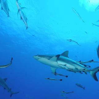 Reef shark wallpaper