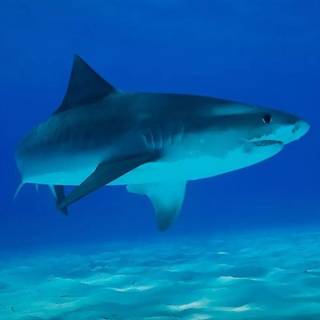 Reef shark wallpaper