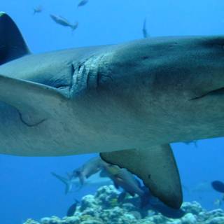 Reef shark wallpaper