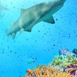 Reef shark wallpaper