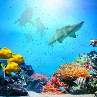 Reef shark wallpaper