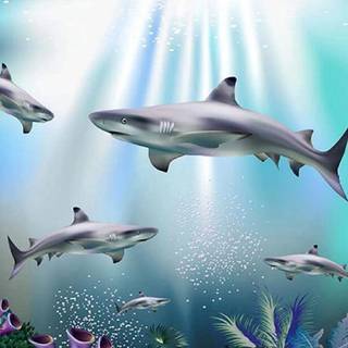Reef shark wallpaper