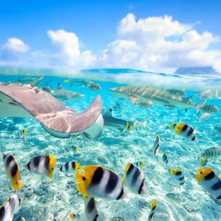 Reef shark wallpaper
