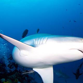 Reef shark wallpaper