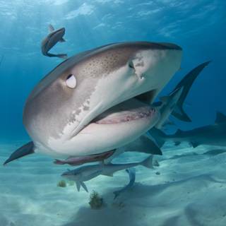 Reef shark wallpaper