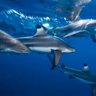 Reef shark wallpaper