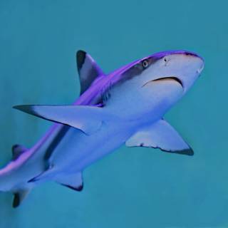 Reef shark wallpaper