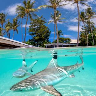 Reef shark wallpaper