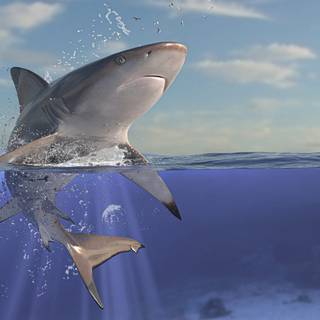 Reef shark wallpaper