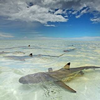 Reef shark wallpaper