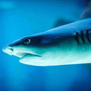 Reef shark wallpaper
