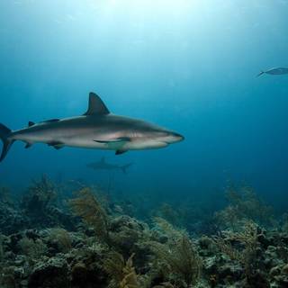 Reef shark wallpaper