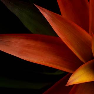 Dell XPS 15 wallpaper