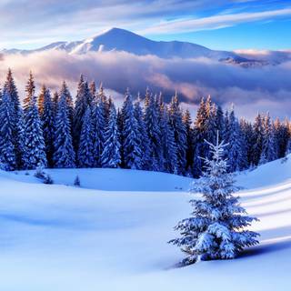 Winter 2736x1824 wallpaper