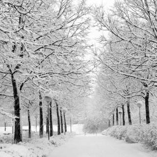 Winter 4k Windows wallpaper