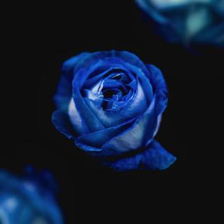 iPhone 11 Pro Max blue wallpaper
