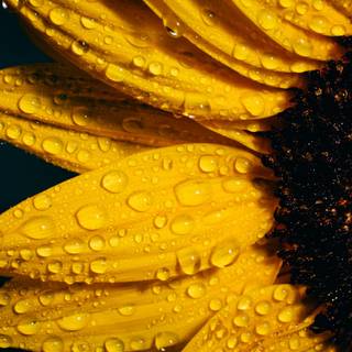 iPhone 13 yellow wallpaper