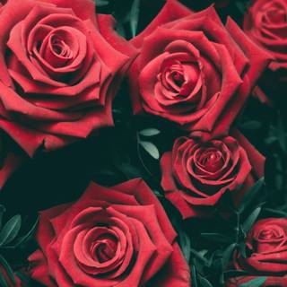 Red rose iPhone wallpaper
