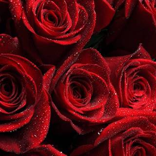 Red rose iPhone wallpaper