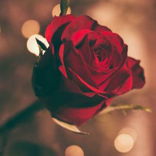 Red rose iPhone wallpaper