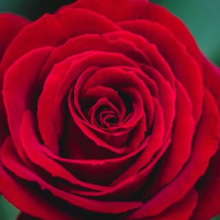 Red rose iPhone wallpaper