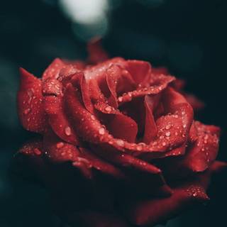 Red rose iPhone wallpaper