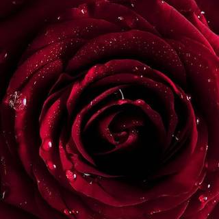 Red rose iPhone wallpaper